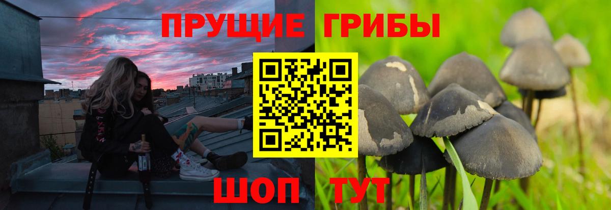 Псилоцибиновые грибы ЛСД Лесной